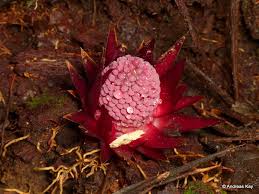 Image result for Balanophoraceae