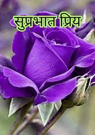 Shubh Sakal Marathi Purple Roses Beautiful Rose Flowers Beautiful Flowers Pictures