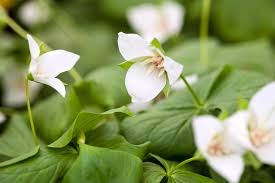 Image result for Dicranolepis