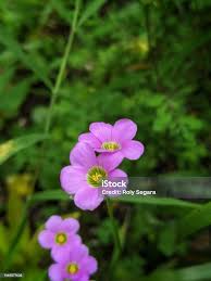 Image result for Oxalis latifolia