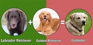 Top 10 Labrador Retriever Cross Breeds Disigner Breed