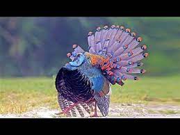 10 Most Beautiful Turkeys In The World Youtube Pet Birds Animals Colorful Birds