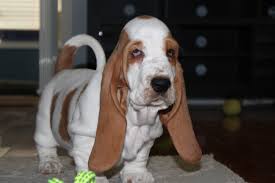 Maybe you would like to learn more about one of these? Lowdown Love Basset Hounds Nc Basset Hound Breeder