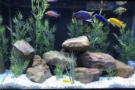 Jenis Jenis Batu Terbaik Untuk Akuarium Ikan Cichlid Gerava Ikan Hias Burung Kicau Kucing Anjing Akuarium Aquarium Ikan Ikan Akuarium