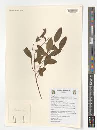 Image result for Securidaca longepedunculata