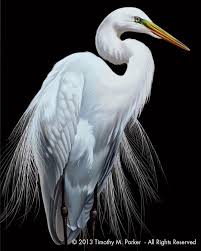 White Bird With Large Beak Contemporary Egret Painting Reproduction Patience Tropical Bird Black And White Bird Art Black And White Art Great White Egret Black And White Birds Bird Art Birds Painting