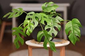 Image result for Monstera
