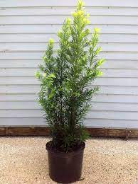 Buy maki podocarpus bushes (podocarpus macrophyllus var. Locate Find Wholesale Plants Plantant Com Plants Planting Flowers Wholesale Plants