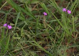 Image result for Verbena aristigera