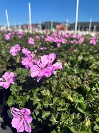 Image result for Pelargonium