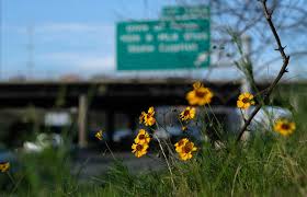 Maybe you would like to learn more about one of these? Seeing Wildflowers Blooming Early On Texas Roadsides Blame La Nina Global Warming Texas Standard