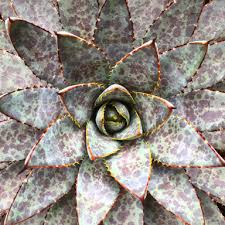 Image result for Crassula schimperi