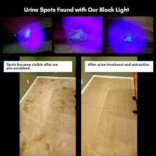 Unfortunately, cat urine has a very strong ammonia smell, and your house will quickly start to smell like a litter box if you don't get the stains out completely. Does Vinegar Get Cat Urine Smell Out Of Carpet Quora