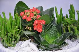Le piante grasse con fiori sono generalmente considerate più delicate rispetto a quelle che hanno solo la parte verde. Le Piante Grasse Con I Fiori Dai Colori Piu Belli