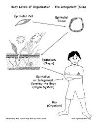 Living things are highly organized and structured, following a hierarchy that can be examined on a scale from small to large. Levels Of Organization In The Body Cells To Organisms