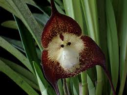 Fwd: The Amazing LORD HANUMAN Orchid,