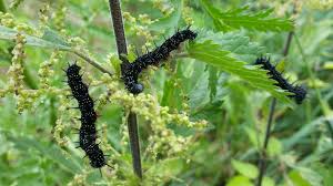 Raupe Tagpfauenauge Tagpfauenauge Blumen Raupe