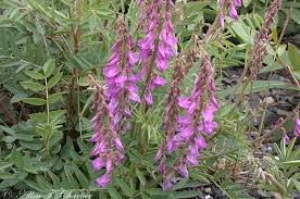 Image result for Hedysarum