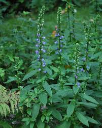 Image result for Lobelia sapinii