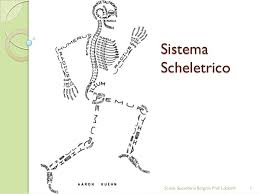 Sostiene il corpo e mantiene la. Sistema Scheletrico