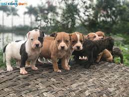 Theo báo người lao động (www.nld.com.vn). Mua Cho Pitbull Gia Bao Nhieu Báº£ng Gia Ban Cho Pitbull Thuáº§n Chá»§ng Thu Kiá»ƒng