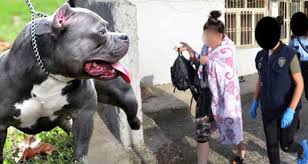 Pitbull Kopegiyle Korkutarak Fuhus Yaptirmislar 3 Kadin Film Gibi Operasyonla Kurtarildi Dailymotion Video