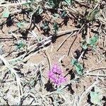 Image result for Commicarpus pedunculosus