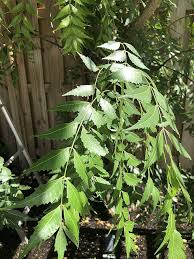 Image result for Azadirachta indica