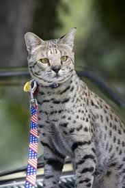 There are silvers sst (silver spotted tabby) which are almost white/light grey with black spots. F2 Savannah Cat Homing Instinct Poc