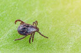 Choose iconic pest solutions for pest control in boulder, co & surrounding northern colorado areas. Residential Commercial Tick Control Removal Exterminator Services In Colorado Springs Co