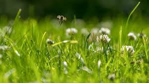 Perennials, annuals, and herbs bees love. Bees Love The Lawns Of Lazy Homeowners Science Aaas