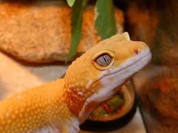 We talk through baby leopard gecko. Leopard Gecko Behavior Common Unusual Health Diseases
