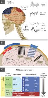 Simple, easy notes for quick revision of important questions for exams. A Review Of Organic And Inorganic Biomaterials For Neural Interfaces Fattahi 2014 Advanced Materials Wiley Online Library
