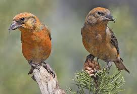 Birds Native To North Carolina Birds Of North Carolina Winter Birds Bird Species Beautiful Birds