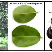 Image result for health benefits of longevity spinach