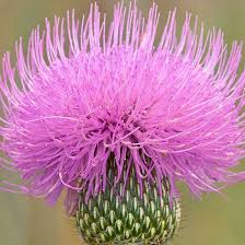 Thistle Thistle Flower Thistle Plant Beautiful Flowers