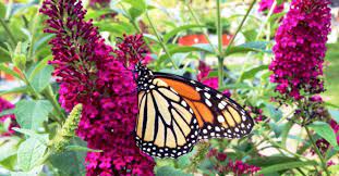 Flowers that attract butterflies and hummingbirds. Gardens That Attract Hummingbirds And Butterflies Prescott Living Magazine
