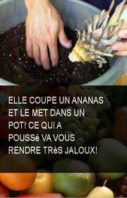 Elle Coupe Un Ananas Et Le Met Dans Un Pot Ce Qui A Pousse Va Vous Rendre Tres Jaloux Jaloux Coupe Pousse Ananas Vegetables Food
