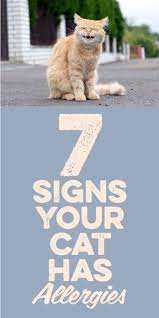 7 Signs Your Cat Has Allergies Cat Allergies Cat Care Cat Training