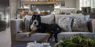 The living room is the heart of the home. 10 Pet Friendly Interior Tips For Your Home