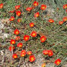 Image result for Portulaca