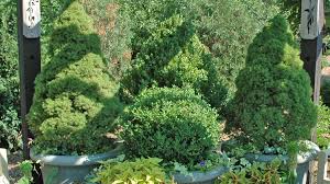Dwarf cherry trees can be easily grown in pots if you prune them. Overwintering Dwarf Alberta Spruce Growing In Containers Melinda Myers