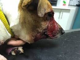 In fact, dogs are affected more by snakes than any other domesticated what types of snakes can bite dogs? Pets And Snakebite African Snakebite Institute