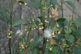 Image result for Crassocephalum picridifolium