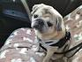 Pugs for Sale in Woodbridge, VA | Dogs on Oodle Classifieds