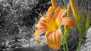 Color Part Of A Black And White Photo Using Photoshop Cc Technokids Blog Also, it can be used as a trusted online photo editor to change background color to. white photo using photoshop cc