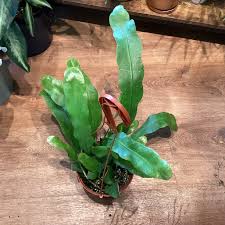 Image result for Epiphyllum oxypetalum