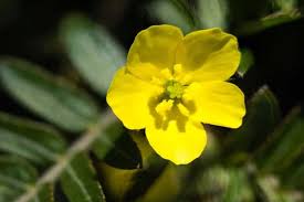 Bạch tật lê: Vị thuốc quý giúp bổ thận, tráng dương