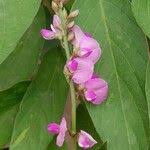 Image result for Pleurolobus