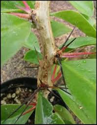 Image result for Pereskia aculeata